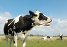 ganaderia-vacas
