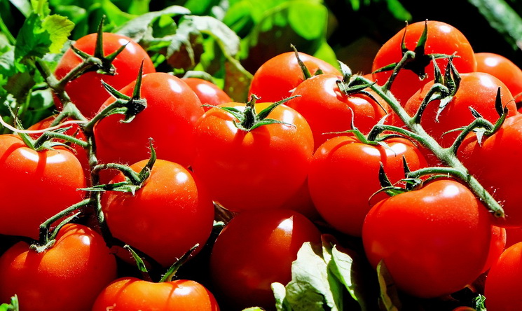tomate-jitomate